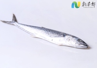 Nouveau Type de vente en gros de fruits de mer, frais frais réfrigérés, poisson glacé