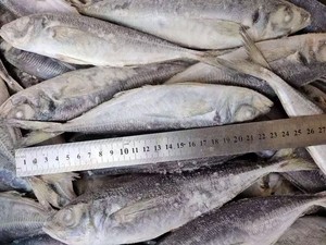 X25632 Seafrozen Fabriek Horsmakreel Vis Voor Verkoop Fabrikant Prijs Horsmakreel 80-130G - Product Image 3