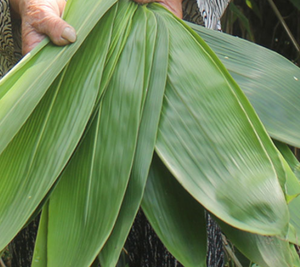 Feuille d'Indocalamus <span class=keywords><strong>de</strong></span> <span class=keywords><strong>bambou</strong></span> entier naturel vert séché brut <span class=keywords><strong>de</strong></span> qualité supérieure - Product Image 5