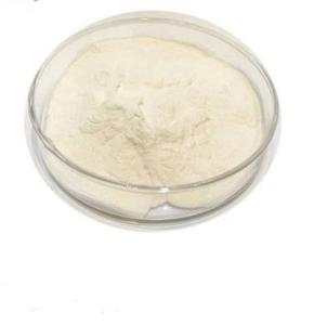 中国制造商100亿Cfu食品级植物乳杆菌益生菌粉 - Product Image 1