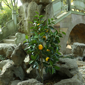 Mới nhất nhựa màu xanh lá cây thực sự cảm ứng nhân tạo cây chanh với trái cây cho trang trí sân vườn nhà - Product Image 4