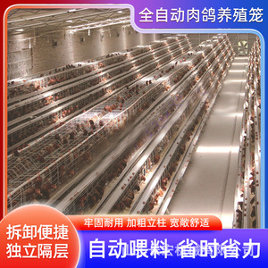 Système de cages automatiques superposées de type H en acier galvanisé Shandong Changhong Machinery pour l'élevage avicole - Product Image 5