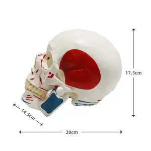 FRT022 Model tengkorak manusia sains medis kepala Model kepala bahan PVC dilukis setengah otot realistis anatomi manusia Model tengkorak