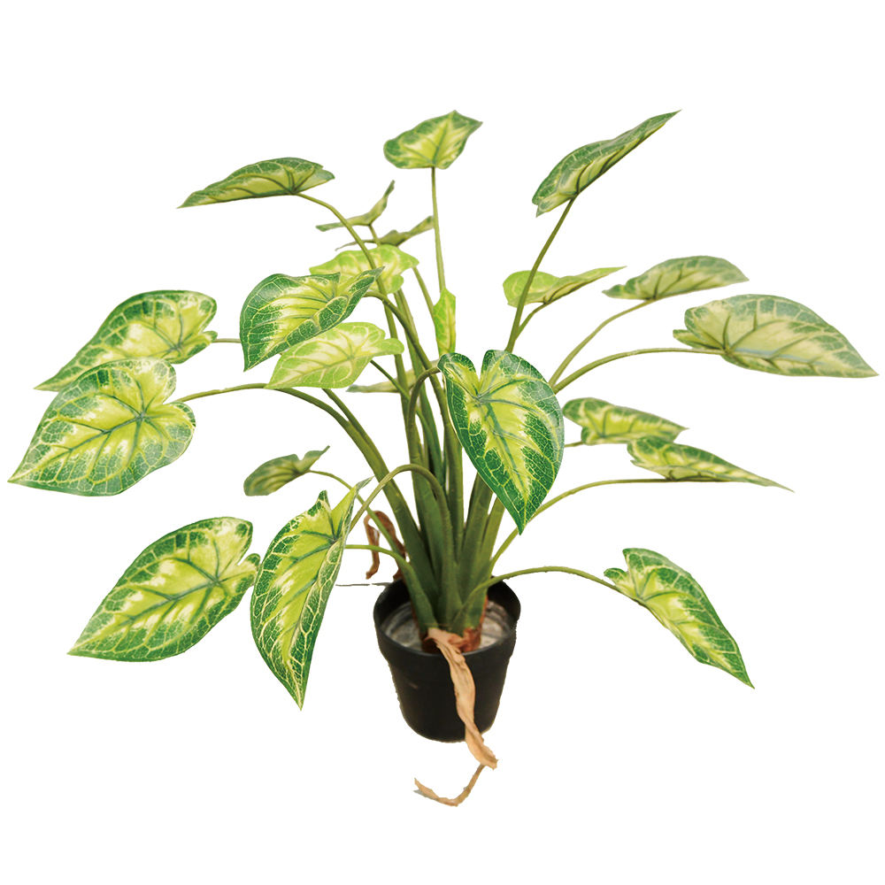 เขียว + เหลือง