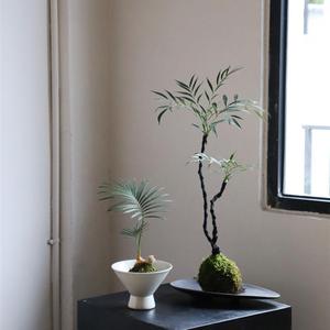 สิบอันดับต้นที่ประสบความสำเร็จของต้นไม้กระถางมอสโต๊ะกาแฟบอนไซขนาดเล็กสำหรับห้องน้ำโต๊ะคนขี้เกียจพืชสีเขียว - Product Image 1