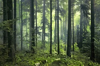 Papier peint mural en gros HD 3D Forêt brumeuse imperméable pour salon chambre à coucher Papier peint mural Forêt vert foncé