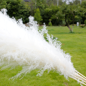 หญ้าปอมปาดัสทรงสูงสำหรับตกแต่ง2023สีเทา/ขาวธรรมชาติต้นไม้ขนนกแห้งสไตล์ดรีมพิสต์แห้งสำหรับบ้าน - Product Image 4