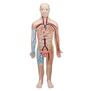 HC-S235人体解剖血液循环教学模型血液循环系统模型心血管心脏解剖模型