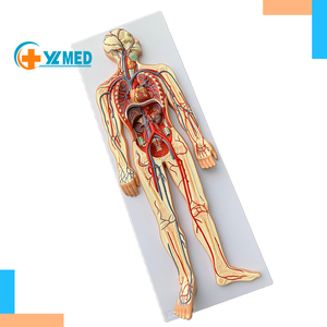 Medical Science Human Visceral <strong>Blood</strong> Circulatory System Model Heart Artery Vein Nerve <strong>Vessel</strong> Organ <strong>Anatomy</strong> Medical Teaching AIDS - Product Image 1