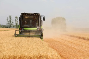Mietitrebbia Idraulica TE100 per Grano con Alimentazione Completa, Peso 7230kg e Potenza 190cv, con Diametro del Grano di - Product Image 3
