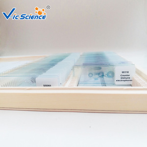 Sección longitudinal de cola de rata (mostrando células de tendón), tejido conjuntivo, preparados de animales y plantas, preparados para microscopio didáctico. - Product Image 2