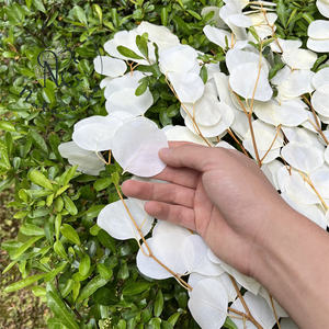 ช่อยูคาลิปตัสแอปเปิ้ลอบแห้ง - ผลิตจากโรงงานสำหรับทำพวงหรีดคริสต์มาส วันวาเลนไทน์ วันรับปริญญา ติดทนนาน 3-5 ปี - Product Image 5