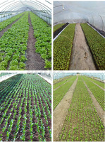 Semoir manuel haute précision pour légumes, moteur essence/diesel, planteur d'oignons, tomates, choux, petite semoir pour graines, équipement agricole