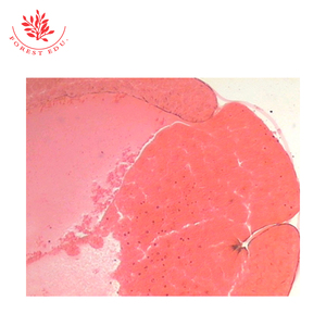 Diapositives pédagogiques biologiques Développement de l'embryon de grenouille Diapositives préparées en <span class=keywords><strong>embryologie</strong></span> - Product Image 5