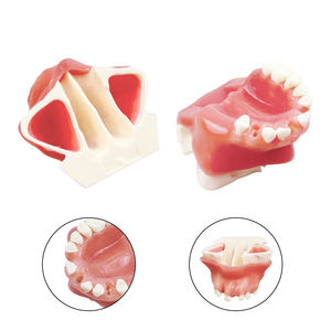 Hoogwaardig tandmodel voor onmiddellijke implantatopraktijk, geschikt voor demonstraties bij tandartsen en studententraining - Product Image 4