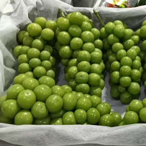 Uvas Shine Muscat de Primera Calidad, Frescas, Verdes, Sin Semillas, <span class=keywords><strong>Precio</strong></span> al por Mayor, del Proveedor Líder en China, Exportación a Todo el Mundo - Product Image 4