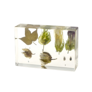 Collection de spécimens botaniques professionnels pour la <span class=keywords><strong>recherche</strong></span> et l'éducation - Product Image 6