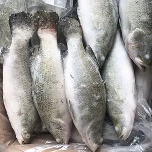 Buena calidad chino lubina 300-400g congelados barramundi de pescado en las ventas