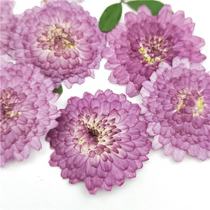 Fiori naturali pressati vero crisantemo essiccato <span class=keywords><strong>viola</strong></span> Mini <span class=keywords><strong>margherita</strong></span> per la decorazione del segnalibro di arte artigianale - Product Image 3