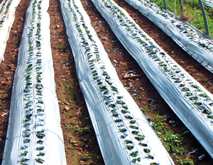 ฟิล์ม PE เรือนกระจกสองชั้นขนาดใหญ่สำหรับการเพาะปลูกเพื่อการเกษตรที่มีประสิทธิภาพ - Product Image 4