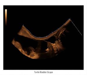 EC giá tốt Z60 bác sĩ thú y kỹ thuật số hệ thống siêu âm 3D 4D tùy chọn xách tay thú y siêu âm DOPPLER màu <span class=keywords><strong>usg</strong></span> - Product Image 2