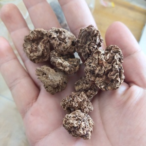 Chong Ying Guo Toàn Bộ Khô Nguyên Liệu Tự Nhiên Actinidia Polygama Trái Cây Cho Mèo Chơi Đồ Chơi - Product Image 4