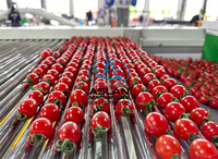 RVS Lychee Sorteermachine 7 Graden Kleine Fruit Sorteermachine voor gebruik op boerderijen