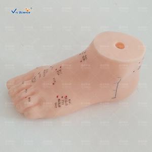 एक्यूपंक्चर हाथ पैर कान के फुट मॉडल 13 सेमी फुट एक्यूपंक्चर मॉडल मालिश एक्यूपंक्चर उत्तेजक प्रशिक्षण - Product Image 2