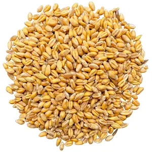 Wheat Grain in bulk / hight quality wheat, whole nutrition grain for export