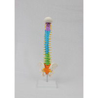 Modèle de colonne vertébrale médicale en PVC coloré DARHMMY de 45 cm avec bassin et colonne vertébrale, sans os des jambes