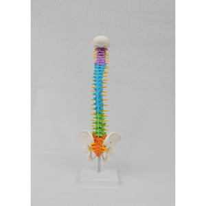 Modèle de colonne vertébrale médicale en PVC coloré DARHMMY de 45 cm avec bassin et colonne vertébrale, sans os des jambes - Product Image 3