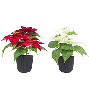 Flores Navideñas Artificiales H543, <span class=keywords><strong>Flor</strong></span> <span class=keywords><strong>de</strong></span> <span class=keywords><strong>Pascua</strong></span> en Macetas <span class=keywords><strong>de</strong></span> Plástico, Popular para Decoración Navideña <span class=keywords><strong>de</strong></span> Escritorio, Hogar y Sala <span class=keywords><strong>de</strong></span> Estar - Product Image 2