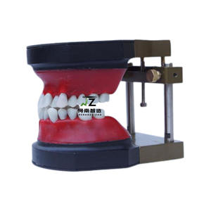Modelo de Dientes Tipodonto para Entrenamiento de Ortodoncia Dental - Product Image 5