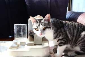 Tempat Makan dan Minum Ayam Otomatis, Mangkuk Bambu Persegi Bergaya untuk Penggunaan Luar Ruangan, Produk Hewan Peliharaan Mewah - Product Image 4