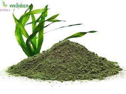 ULVA LACTUCA/Poudre d'algues vertes séchées prix bon marché - Product Image 2