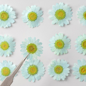 12PCS Naturel Réel Coloré Pressé Séché Daisy Fleur pour la Fabrication de Bijoux Téléphone Cas Décor - Product Image 3