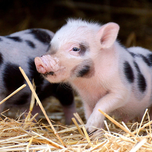 Potenciador de la función inmune Bacillus Subtilis Powder Infección de la mucosa <span class=keywords><strong>intestinal</strong></span> Inhibidor de microorganismos patógenos - Product Image 5