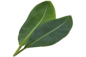 Extracto de Hoja de Plátano 10:1, Polvo de Hoja de Plátano Soluble en Agua, Extracto de Hoja de Plátano - Product Image 2