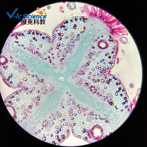 Secciones transversales de estigmas de algodón suministradas directamente, muestras de plantas y animales, preparados de microscopio para enseñanza. - Product Image 1