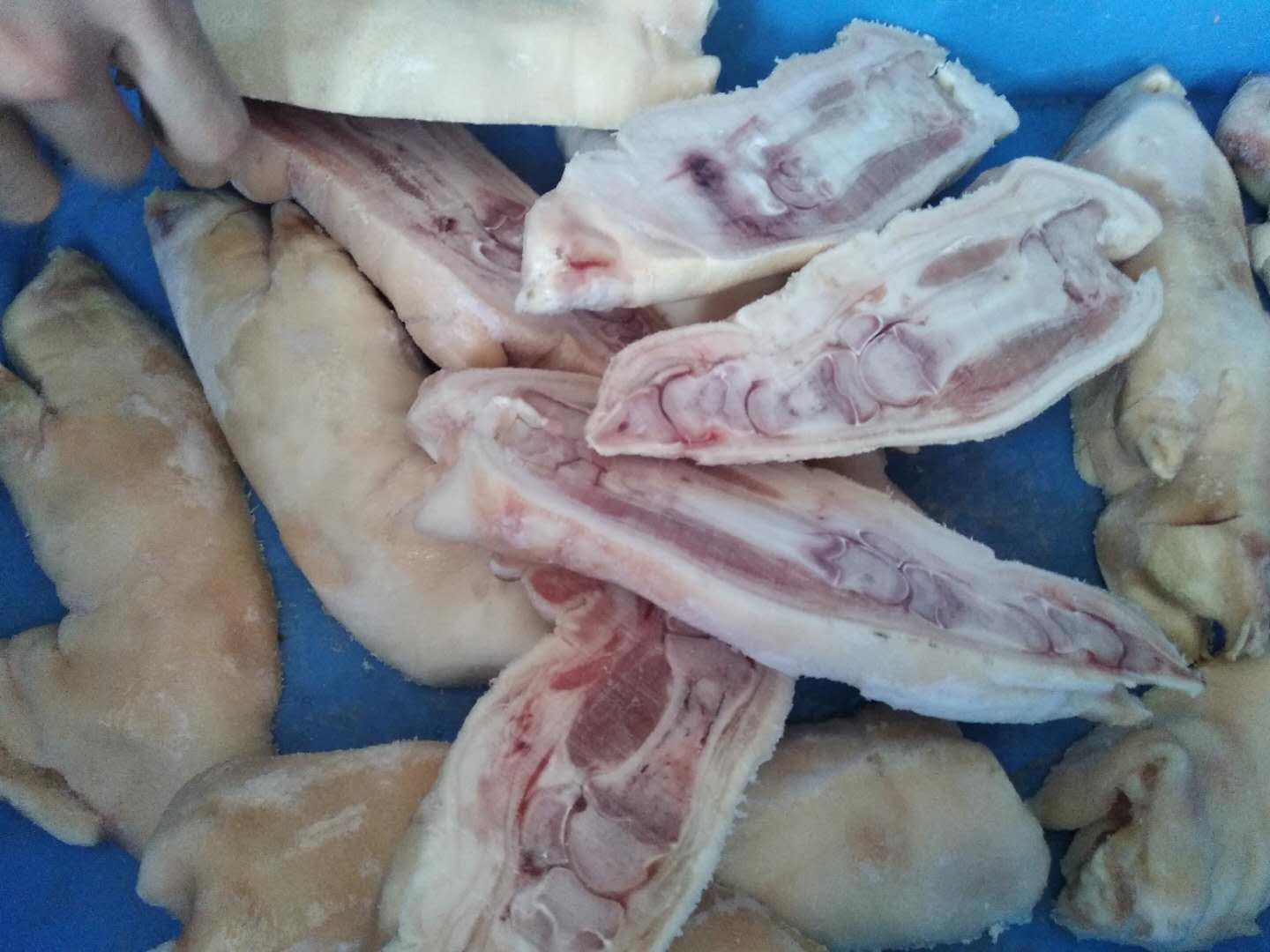 Viande surgelée de coupeur automatique de nervures avec la demi découpeuse d'os pour les pieds et le poulet TJ-302B de porc