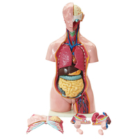 Modelo de Anatomía Humana Unisex de 85 cm, Modelo de Genitales Humanos en Venta
