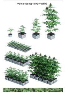 สำหรับระบบ Autopot ไฮโดรโปนิกส์ในร่มระบบการเจริญเติบโตของพืชหอการค้าในร่มสมุนไพรสวนเมล็ดงอกกล่อง - Product Image 5