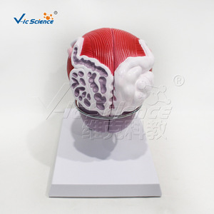 Modèle grossi de vessie et de prostate avec numérotation ; aide pédagogique pour l'urologie ; équipement de laboratoire universitaire. - Product Image 2