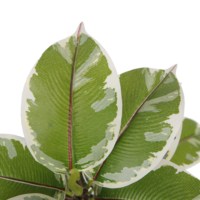 Arbres Artificiels Pour Intérieur Décoratif Real Touch Chêne Ficus 70cm Hauteur Mini Arbre Avec Pot Vente en Gros