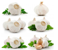 Poudre d'extrait d'ail d'allicine pure 100% pour animaux Supplément alimentaire pour animaux de qualité supérieure
