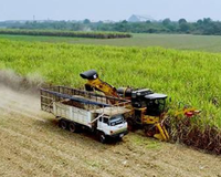 Efficacité de travail pure de haute qualité de la moissonneuse S935TA 70Ton/h de canne à sucre