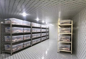 <span class=keywords><strong>Chambre</strong></span> Froide Industrielle pour Boucherie et Pêcherie, Stockage de Viande et de Poisson (<span class=keywords><strong>50</strong></span> Tonnes) - Vente Chaude Direct Usine - Product Image 6