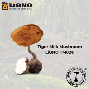 ผงสกัดเห็ดนมเสือ LiGNO TM02 สารสกัดบริสุทธิ์ สารประกอบที่มีประสิทธิภาพตามมาตรฐาน ช่วยบำรุงระบบทางเดินหายใจ ส่วนผสมจากธรรมชาติ - Product Image 1