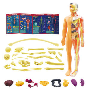 Set di giochi di anatomia puzzle del corpo umano 28 pezzi del gioco del bordo dello stelo dei giocattoli educativi Kit di scienza per i bambini che giocano al Kit del medico - Product Image 4