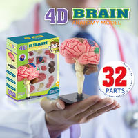 Modelo de Anatomía del Cerebro Humano para Estudiantes, Juguete Educativo de Ciencia para Niños, Ensamblaje DIY de Órganos del Cuerpo Humano